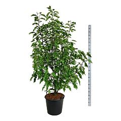 Magnolia 'Heaven Scent'