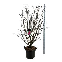 Syringa v. 'And. an Ludwig Späth'