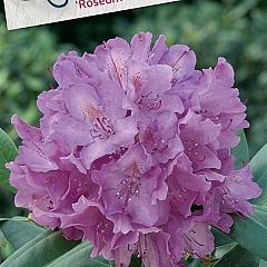 Rhododendron 'Roseum Elegans'