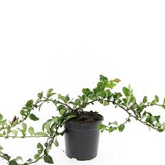 Chaenomeles sup. 'Pink Trail'