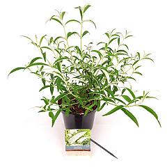 Buddleja d. 'White Profusion'