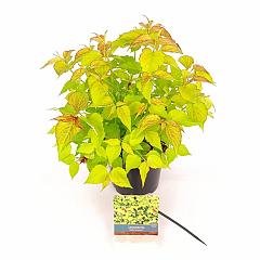 Leycesteria formosa 'Little Lantern' ®