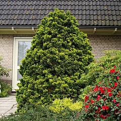 Chamaecyparis o. 'Nana Aurea'