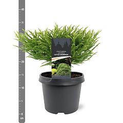 Cryptomeria j. 'Little Champion'