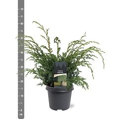 Juniperus chin. 'Blue Alps'