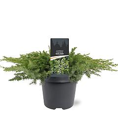 Juniperus conferta 'Schlager'