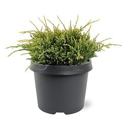 Juniperus squamata 'Holger'