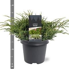 Juniperus squamata 'Holger'