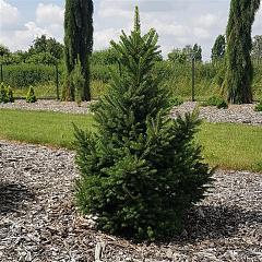 Picea abies 'Will's Zwerg'