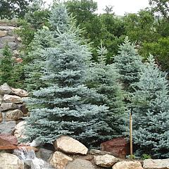 Picea pungens 'Glauca'