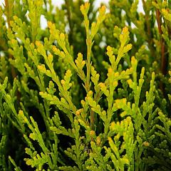 Platycladus or. 'Aurea Nana'