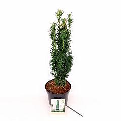 Taxus b. 'Fastigiata Robusta'