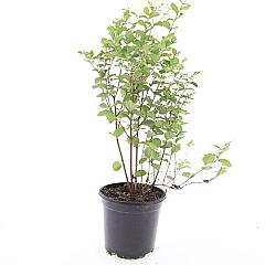 Symphoricarpos d. 'Mother of Pearl'