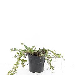 Vinca minor 'Argenteovariegata'