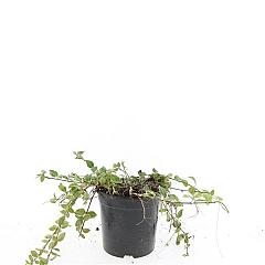 Vinca minor 'Ralph Shugert'