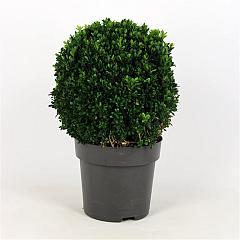 Buxus sempervirens