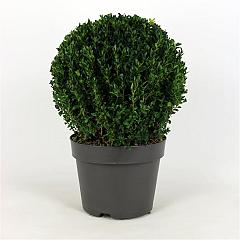 Buxus sempervirens