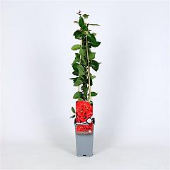 Chaenomeles spec. 'Red Kimono'PBR