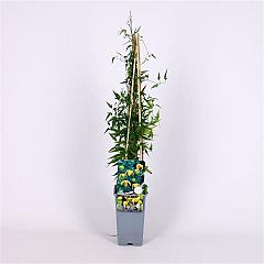 Clematis tibetana tangutica