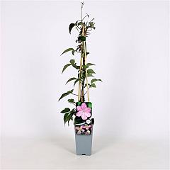 Clematis 'Fragrant Spring'