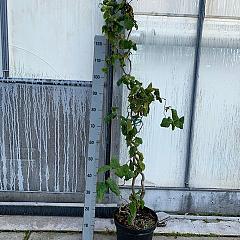 Corylus a. 'Contorta'