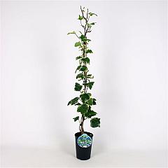 Hedera alg. 'Gloire de Marengo'