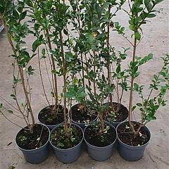 Ligustrum ovalifolium