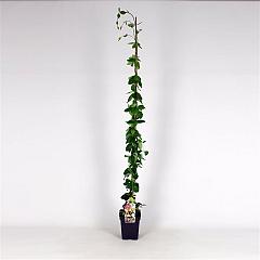 Lonicera heckr. 'American Beauty'