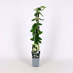 Lonicera jap. 'Halliana'