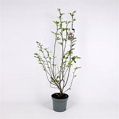 Magnolia soulangeana