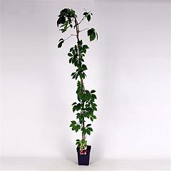 Parthenocissus quinquefolia