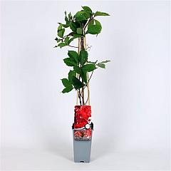 Parthenocissus q. 'Troki'