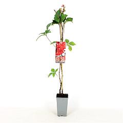 Parthenocissus q. 'Troki'