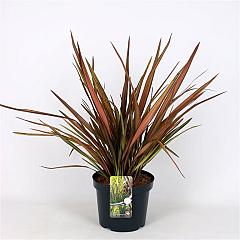 Phormium 'Evening Glow'