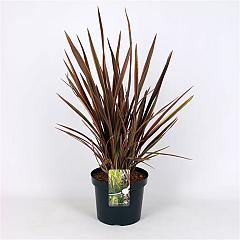 Phormium 'Sundowner'