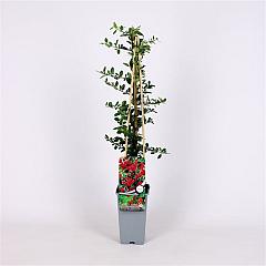 Pyracantha cocc. 'Red Column'