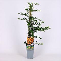 Pyracantha 'Soleil d'Or'