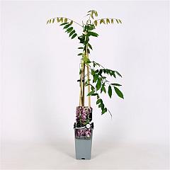 Wisteria flor. 'Honbeni'