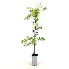 Wisteria sinensis 'Alba'