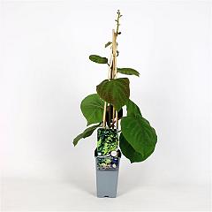 Actinidia deliciosa 'Minki Male'