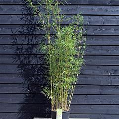 Fargesia robusta 'Campbell'