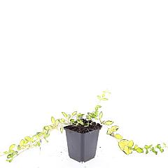 Vinca minor Illumination