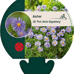 Aster (D) 'Prof. Anton Kippenberg'