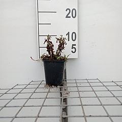 Aster (D) 'Prof. Anton Kippenberg'