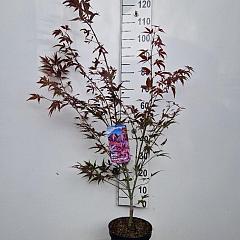 Acer pal. 'Atropurpureum'