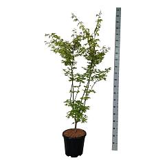 Acer pal. 'Summer Gold'