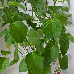 Cornus alba 'Sibirica'