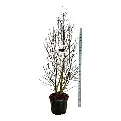 Magnolia loebneri 'Merrill'