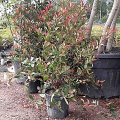 Photinia fraseri 'Red Robin'