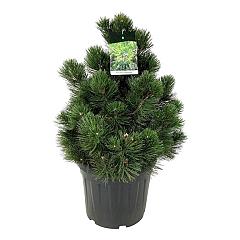 Pinus heldreichii 'Compact Gem'